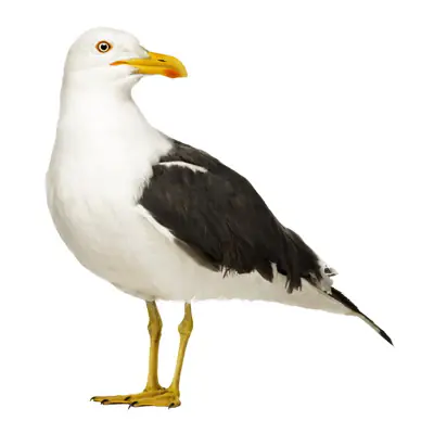 ответ