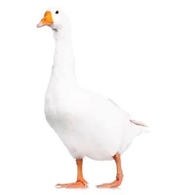 ответ