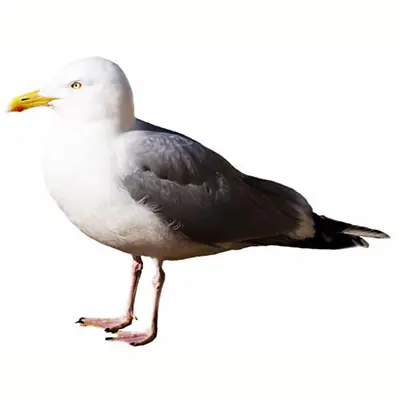 ответ